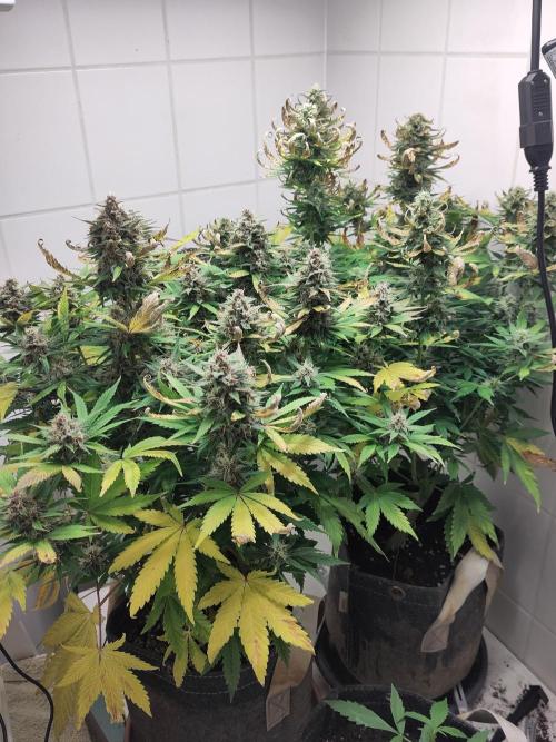 2. Run Lemon Cherry Cookies. Week 9