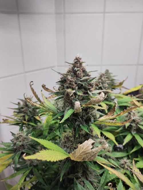 2. Run Lemon Cherry Cookies. Week 9