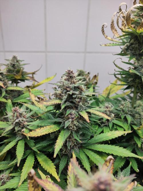 2. Run Lemon Cherry Cookies. Week 9