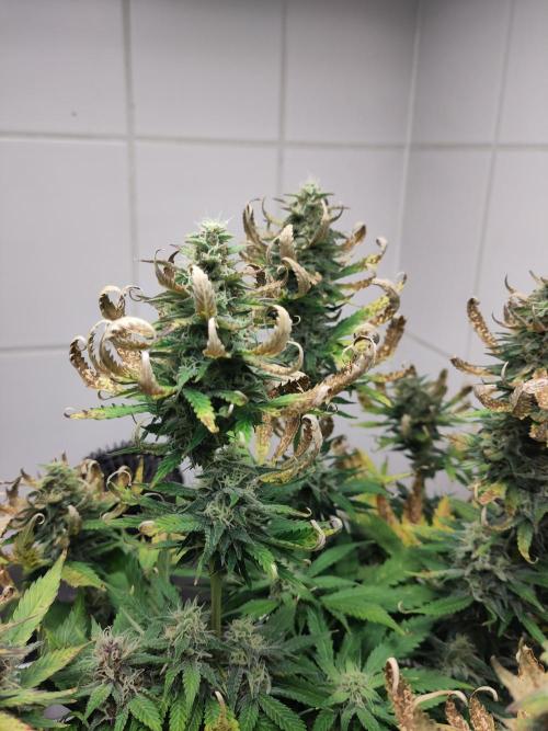 2. Run Lemon Cherry Cookies. Week 9