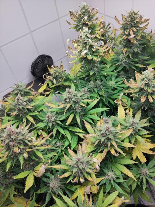 2. Run Lemon Cherry Cookies. Week 9