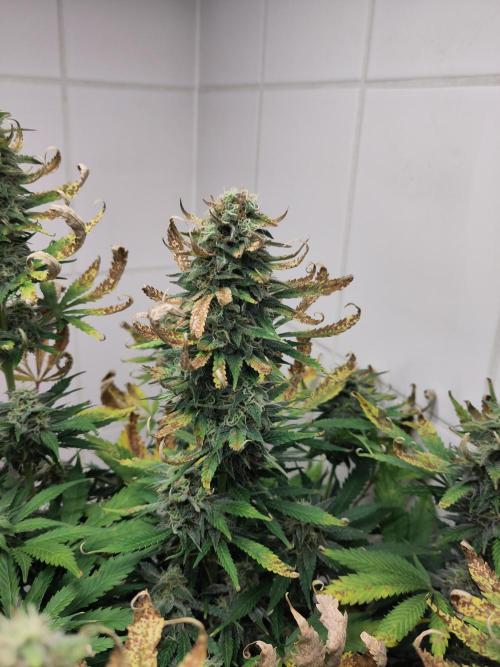 2. Run Lemon Cherry Cookies. Week 9