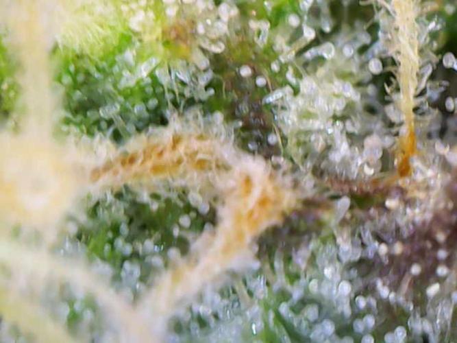 2. Run Lemon Cherry Cookies. Week 9