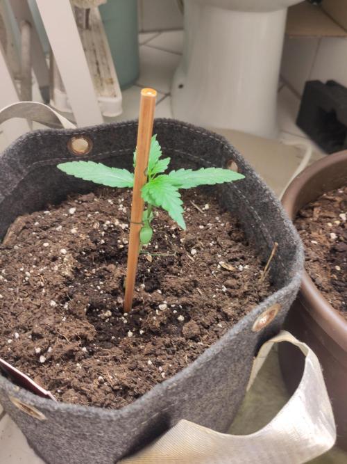 Outdoor Lemon Haze. Week 3