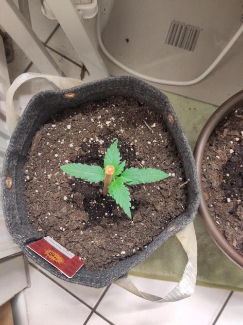 Lemon Haze Auto. Week 3