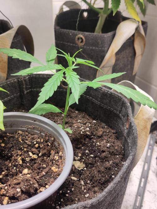 Outdoor Jack Herer Auto. Week 4