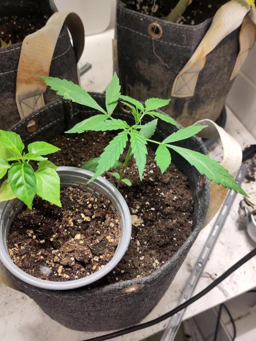 Outdoor Jack Herer Auto. Week 4