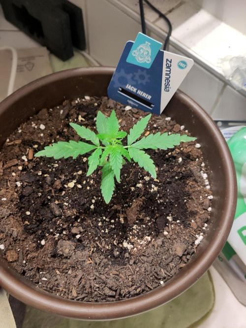 Outdoor Jack Herer Auto. Week 4