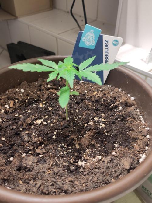 Jack Herer Automatic. Week 4