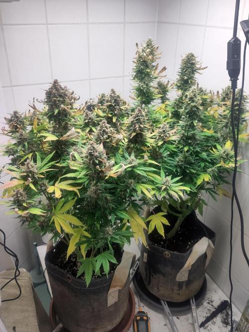 2. Run Lemon Cherry Cookies. Week 10