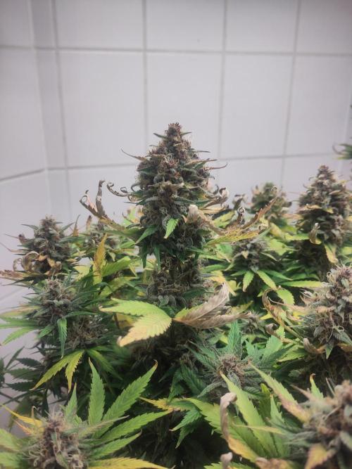 2. Run Lemon Cherry Cookies. Week 10