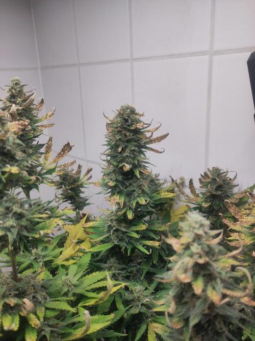 2. Run Lemon Cherry Cookies. Week 10