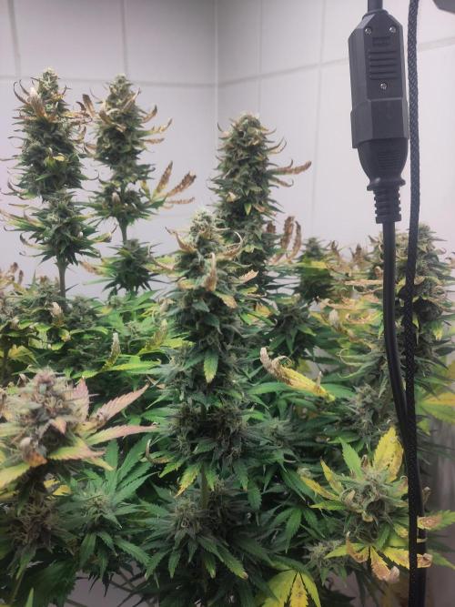 2. Run Lemon Cherry Cookies. Week 10