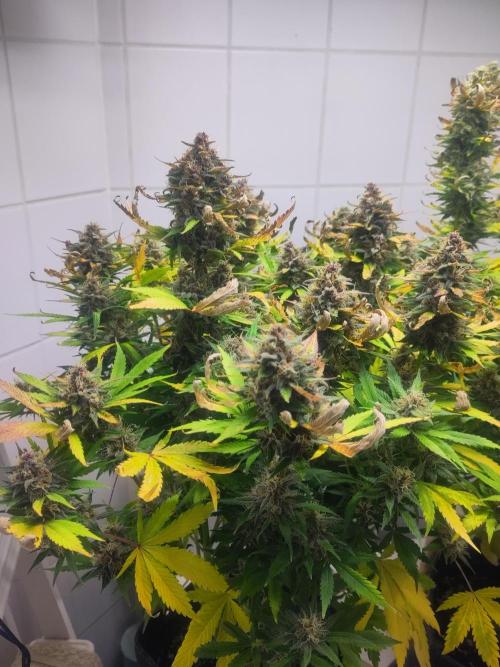 2. Run Lemon Cherry Cookies. Week 10