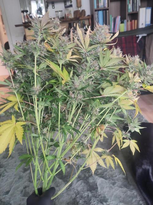 2. Run Lemon Cherry Cookies. Week 10