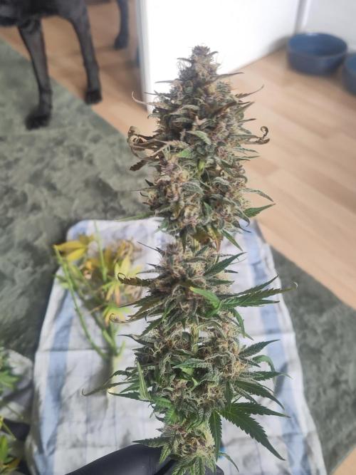 2. Run Lemon Cherry Cookies. Week 10