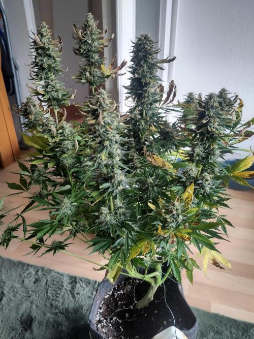 2. Run Lemon Cherry Cookies. Week 10