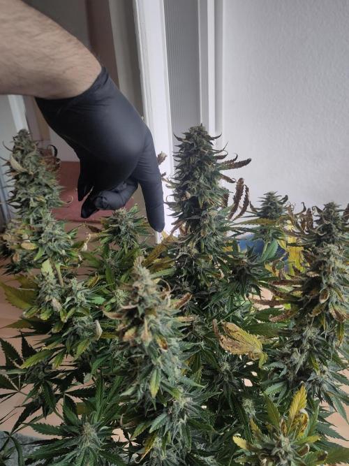 2. Run Lemon Cherry Cookies. Week 10