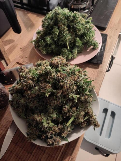 2. Run Lemon Cherry Cookies. Week 10