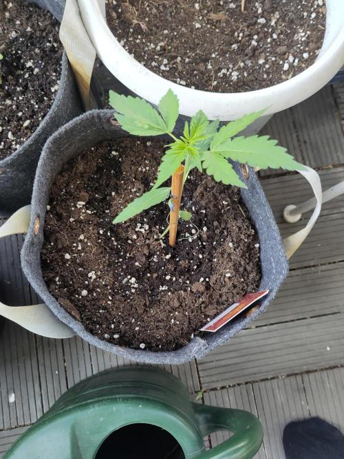Outdoor Lemon Haze. Week 4