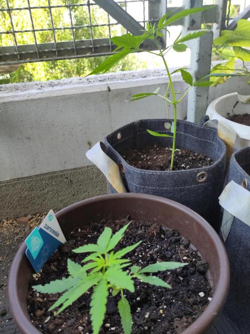 Outdoor Jack Herer Auto. Week 5
