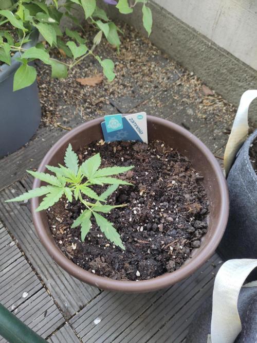 Outdoor Jack Herer Auto. Week 5