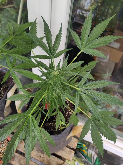 Outdoor Lemon Haze. Week 8