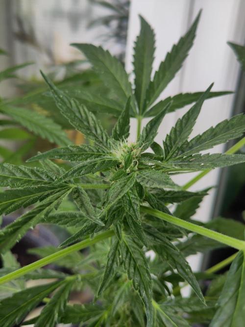 Outdoor Lemon Haze. Week 8