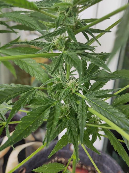 Lemon Haze Auto. Week 8