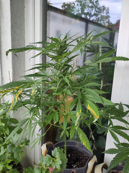 Outdoor Jack Herer Auto. Week 9