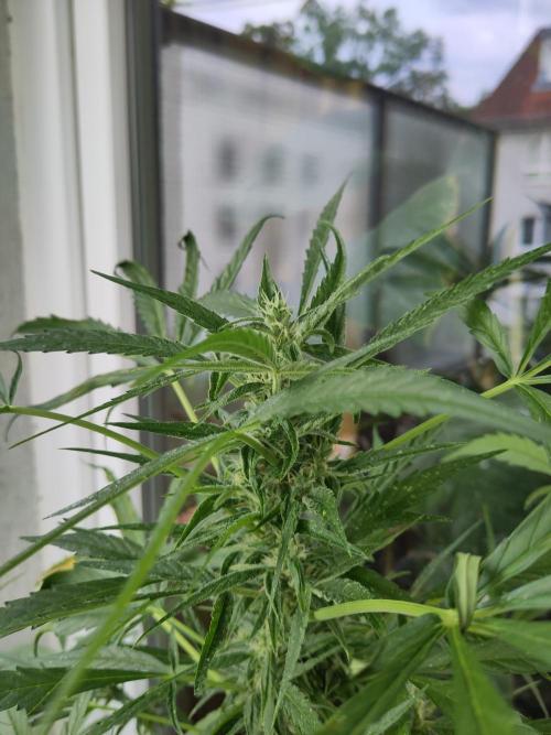 Outdoor Jack Herer Auto. Week 9