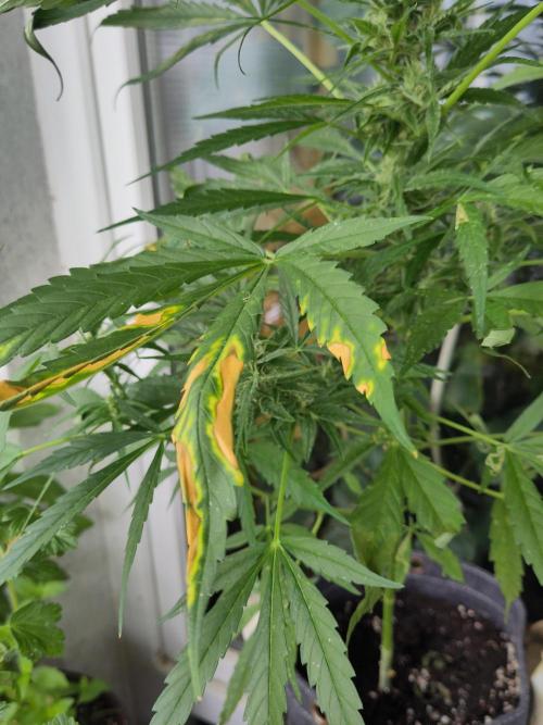 Outdoor Jack Herer Auto. Week 9