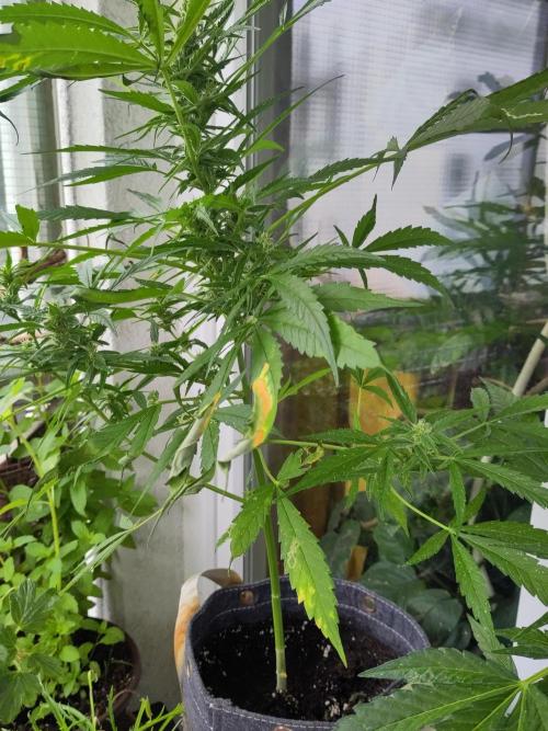 Jack Herer Automatic. Week 9