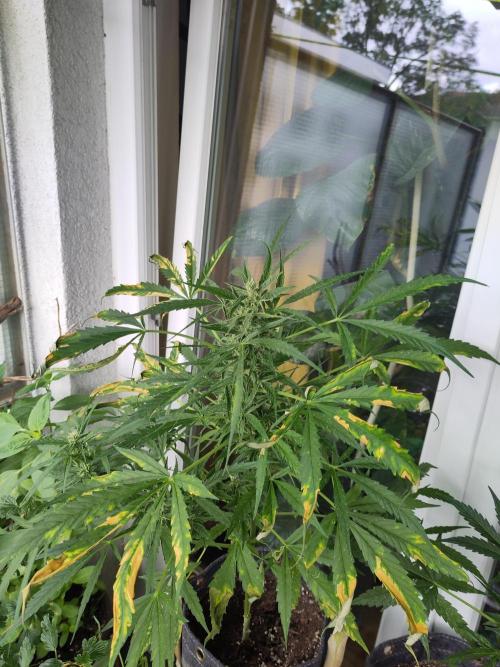 Outdoor Jack Herer Auto. Week 10