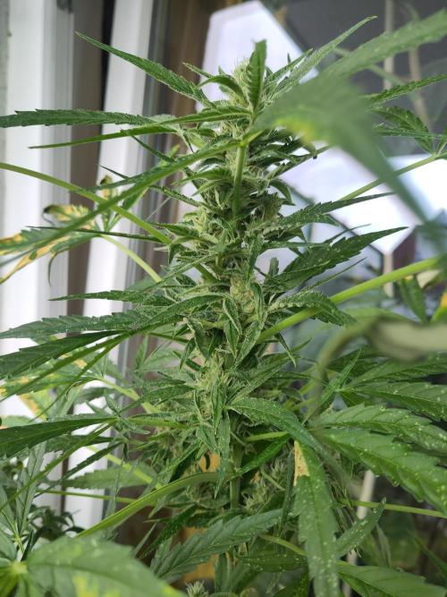 Outdoor Jack Herer Auto. Week 10