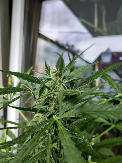 Outdoor Jack Herer Auto. Week 10