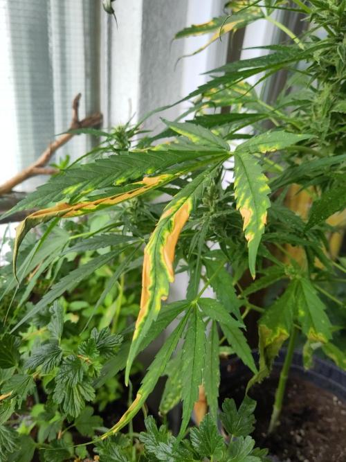 Outdoor Jack Herer Auto. Week 10