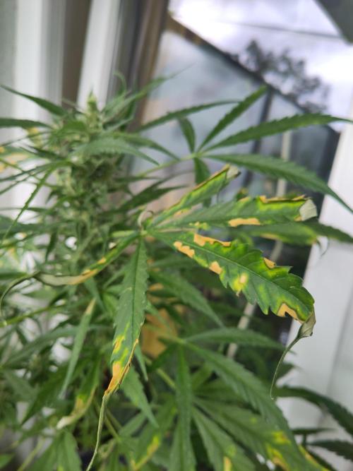 Jack Herer Automatic. Week 10