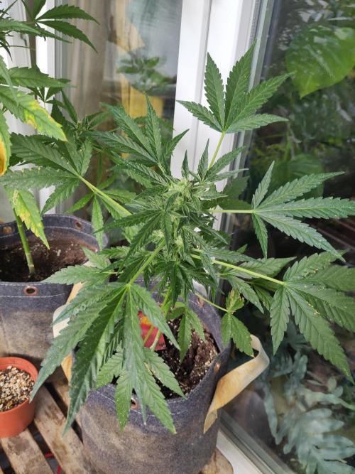 Outdoor Lemon Haze. Week 9