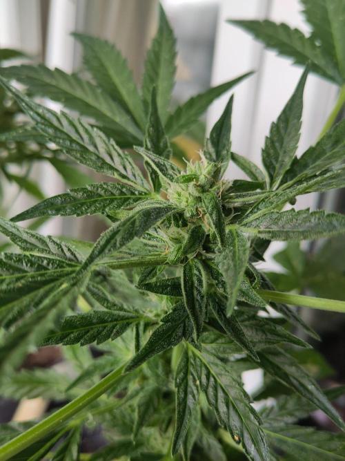 Outdoor Lemon Haze. Week 9
