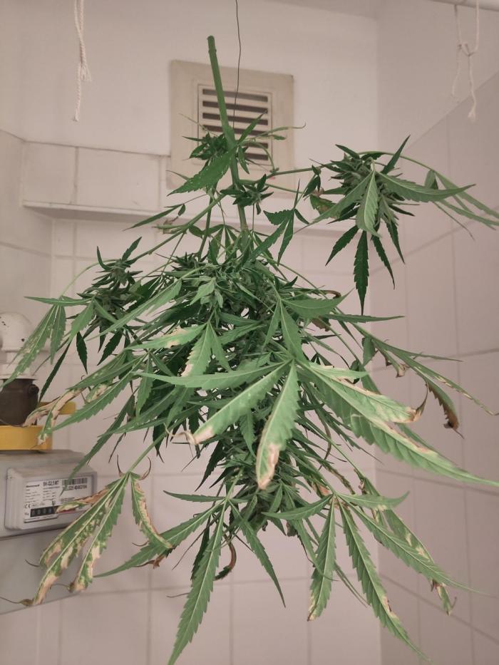 Outdoor Jack Herer Auto. Week 12