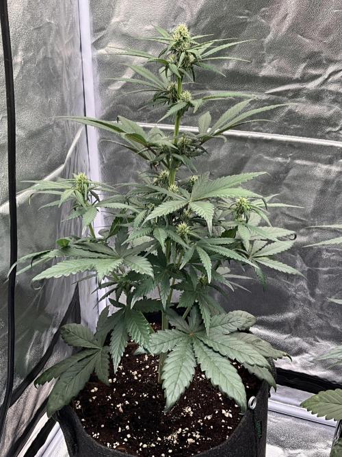Cherry C, Strawberry G, Crystal Meth. Week 5 - Strawberry G.