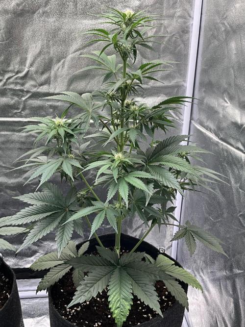 Cherry C, Strawberry G, Crystal Meth. Week 5 - Cherry C.