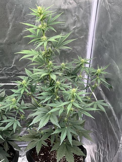 Cherry C, Strawberry G, Crystal Meth. Week 5 - Crystale M.