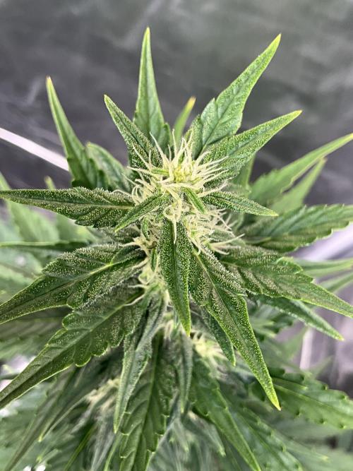 Cherry C, Strawberry G, Crystal Meth. Week 6 - Crystal M.