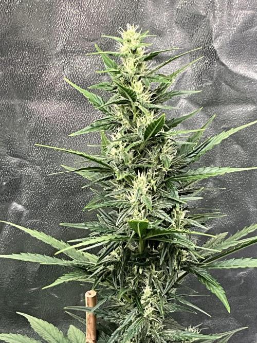 Cherry C, Strawberry G, Crystal Meth. Week 6 - Crystal M.