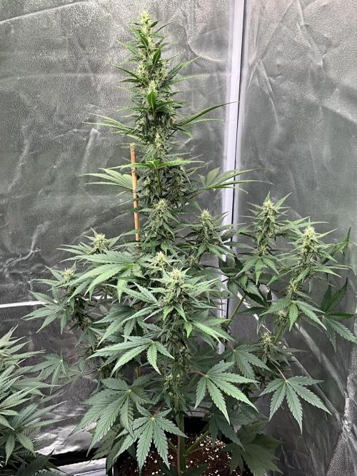 Cherry C, Strawberry G, Crystal Meth. Week 6 - Crystal M.
