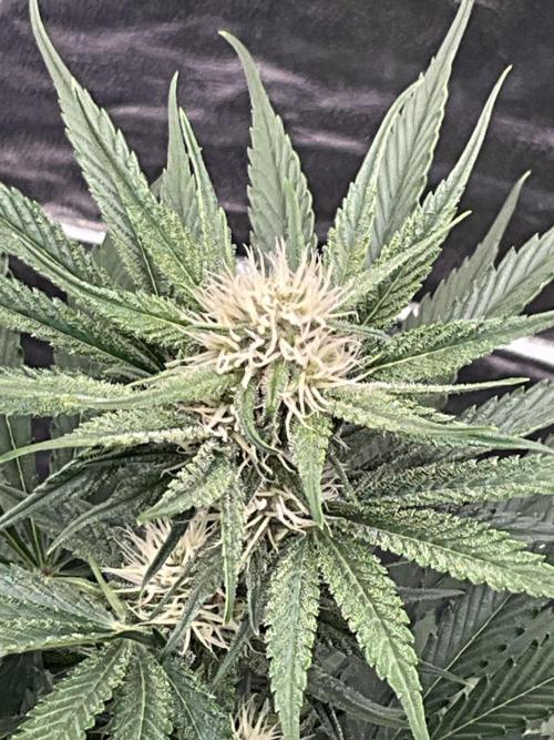 Cherry C, Strawberry G, Crystal Meth. Week 6 - Cherry C.