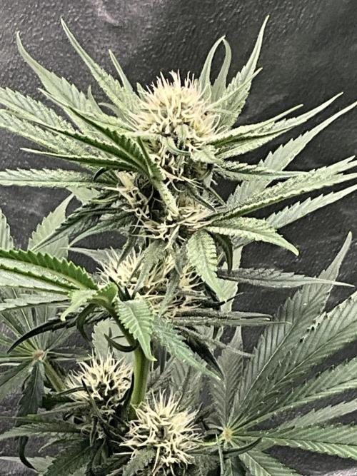 Cherry C, Strawberry G, Crystal Meth. Week 6 - Cherry C.