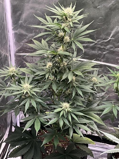 Cherry C, Strawberry G, Crystal Meth. Week 6 - Cherry C.